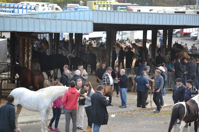 Foire aux chevaux 18-10-2017 Lourdes