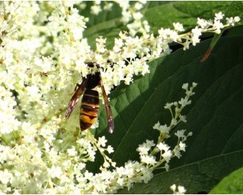 frelon asiatique fleur