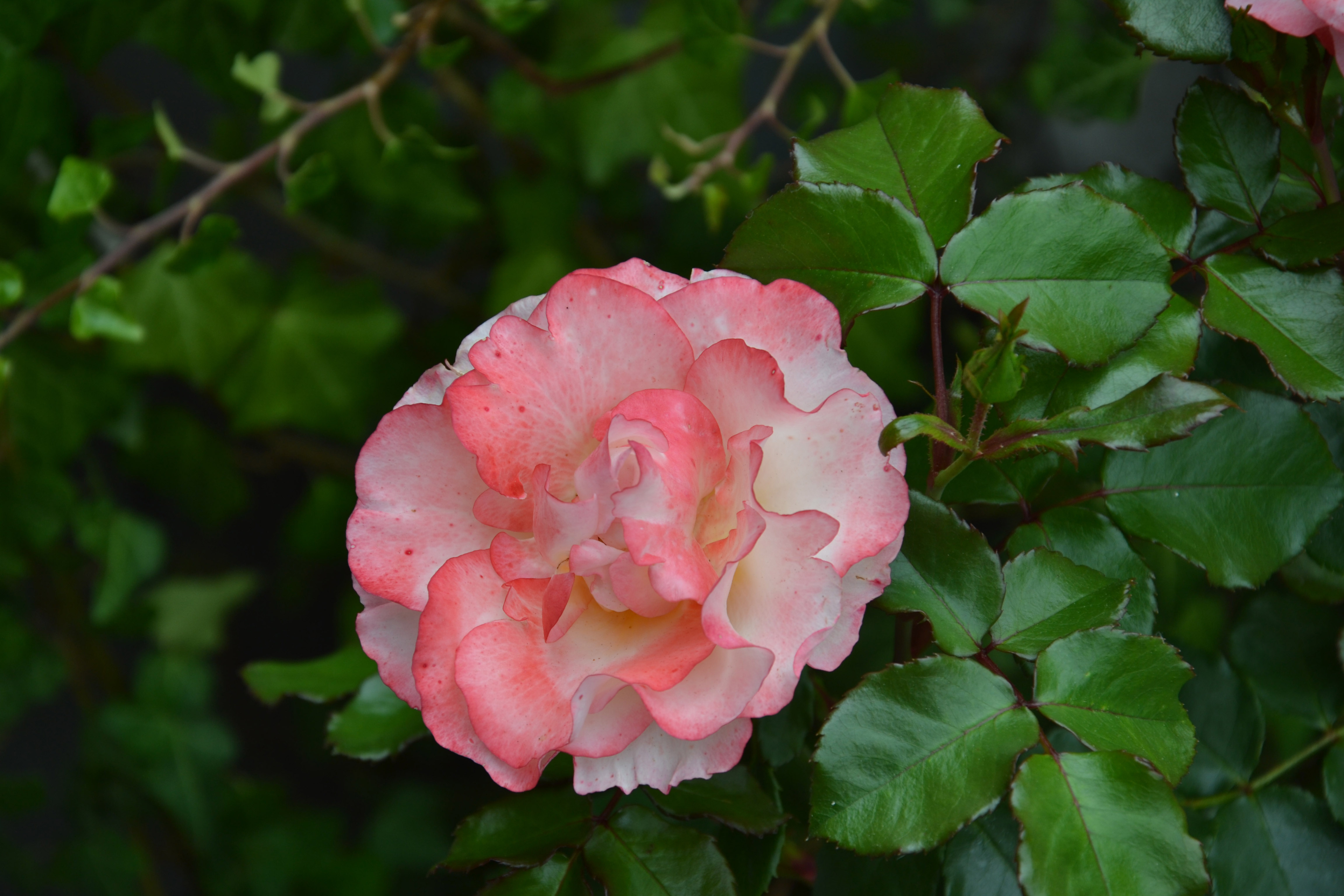 Rose de Lourdes