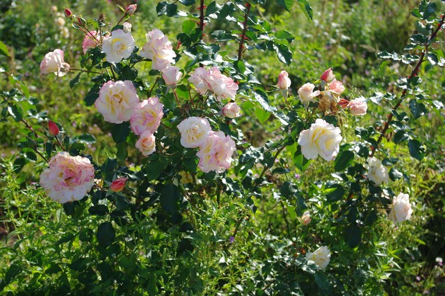Rose de Lourdes 1 web