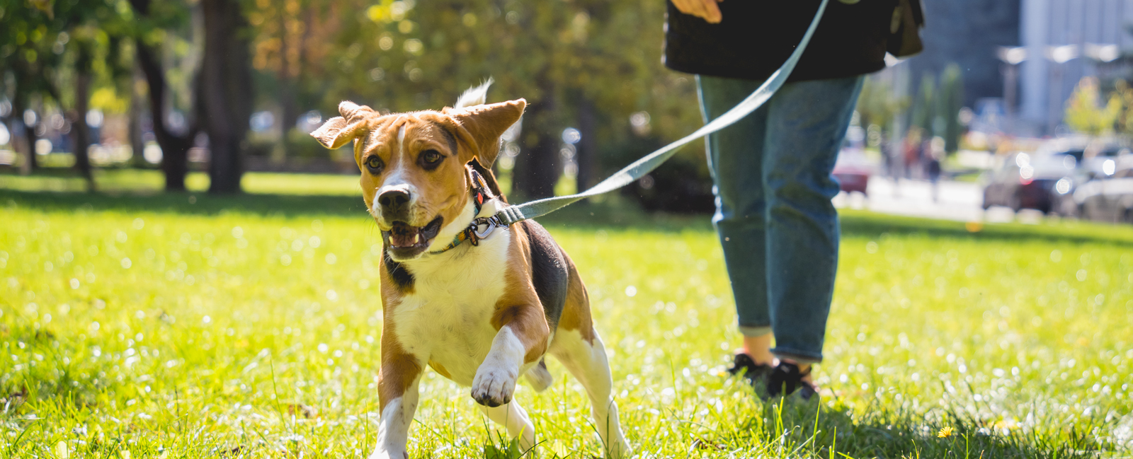 owner trains beagle dog park bandeau