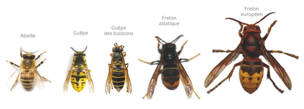 photos difference abeilles guepes frelons