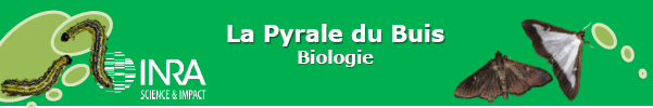 pyrale buis
