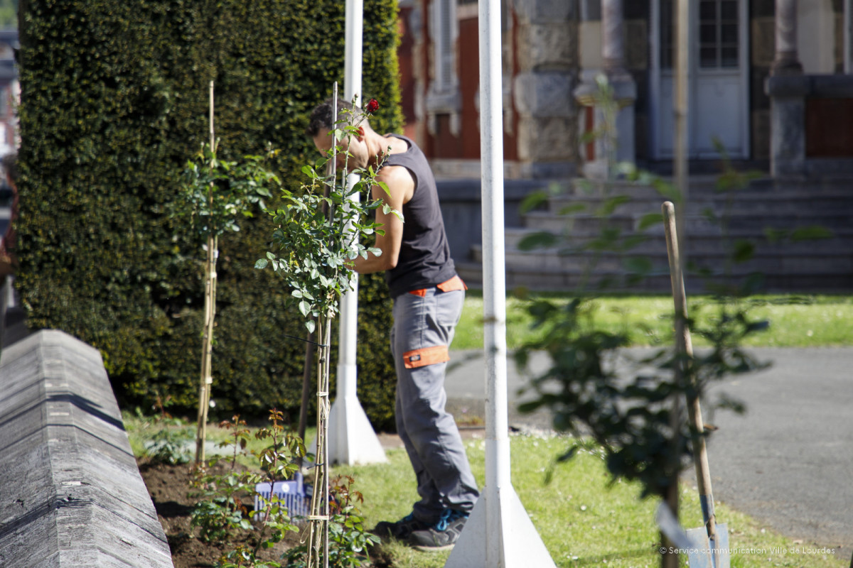 2025-04-30-Plantation-Rose-du-centenaire---Parvis-de-la-Mairie-4