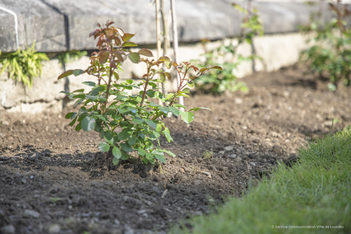 2025-04-30-Plantation-Rose-du-centenaire---Parvis-de-la-Mairie-6