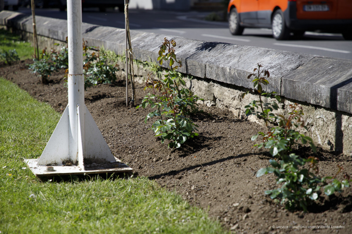 2025-04-30-Plantation-Rose-du-centenaire---Parvis-de-la-Mairie-8