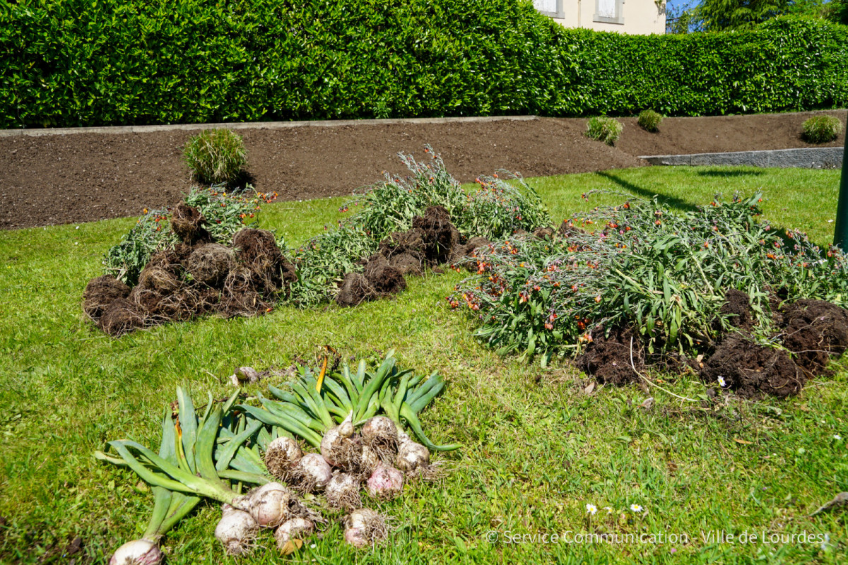 2022-05-09-Plants-Massifs-service-communication-ville-de-lourdes--1