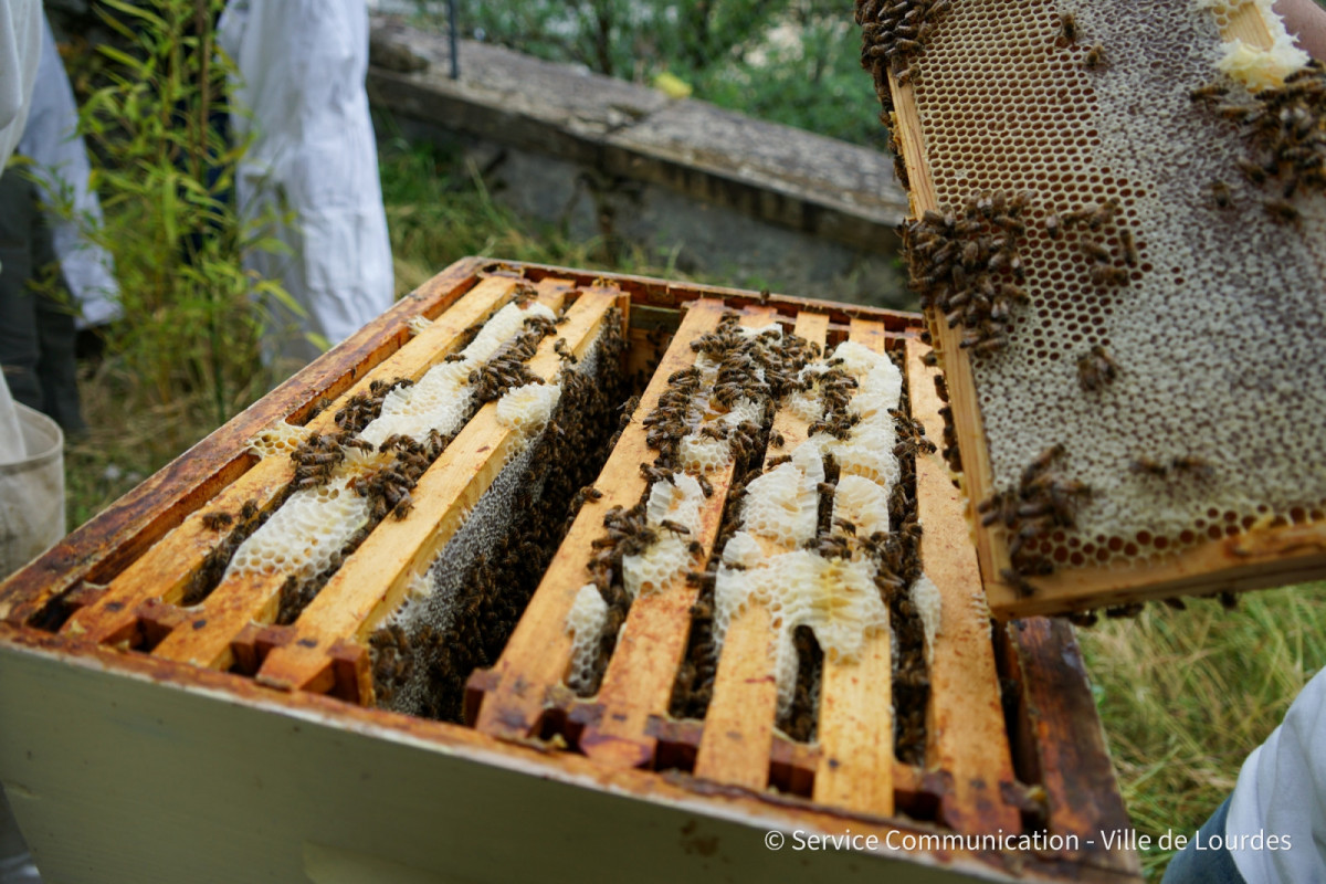 2022-05-20-Journee-mondiale-des-abeilles---Ruches-Chateau-33