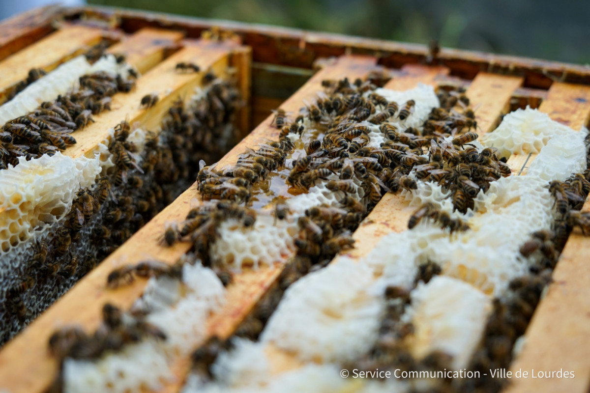 2022-05-20-Journee-mondiale-des-abeilles---Ruches-Chateau-34