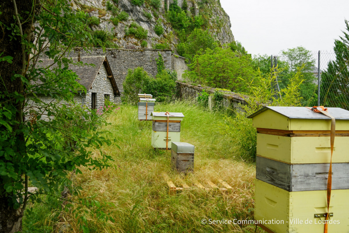2022-05-20-Journee-mondiale-des-abeilles---Ruches-Chateau-8
