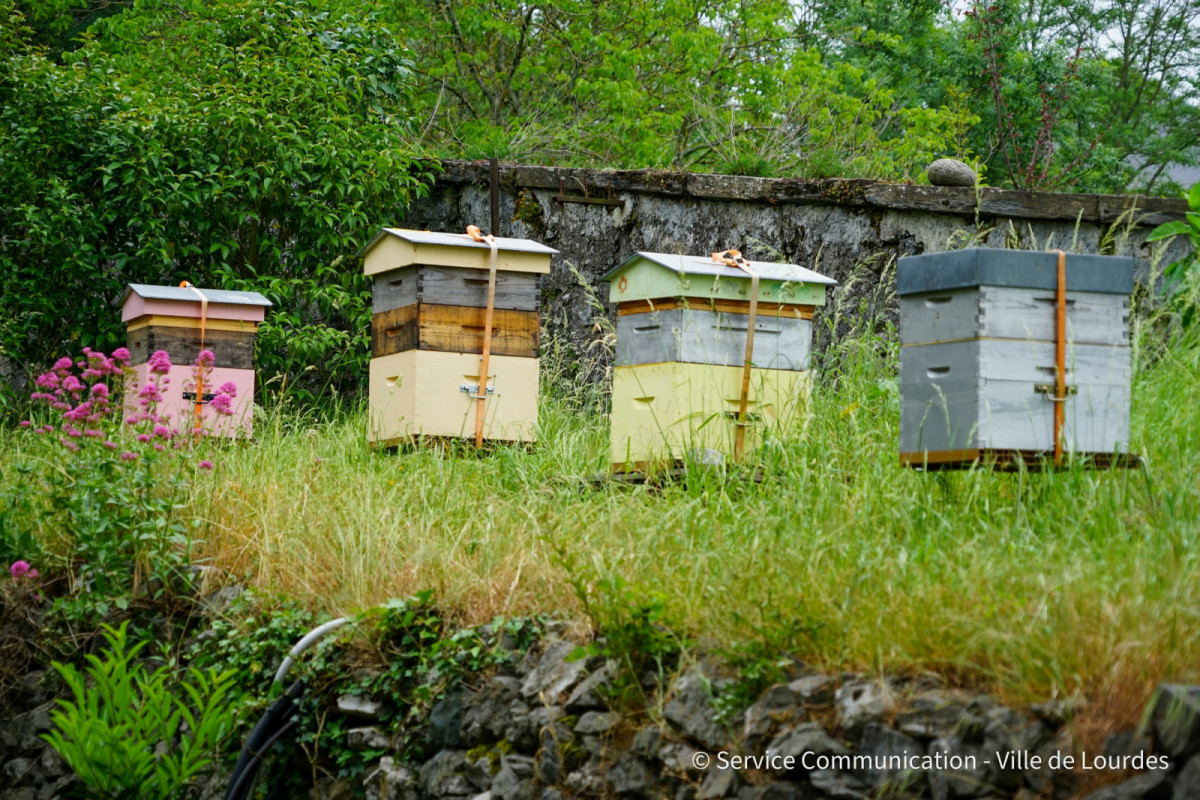 2022-05-20-Journee-mondiale-des-abeilles---Ruches-Chateau11