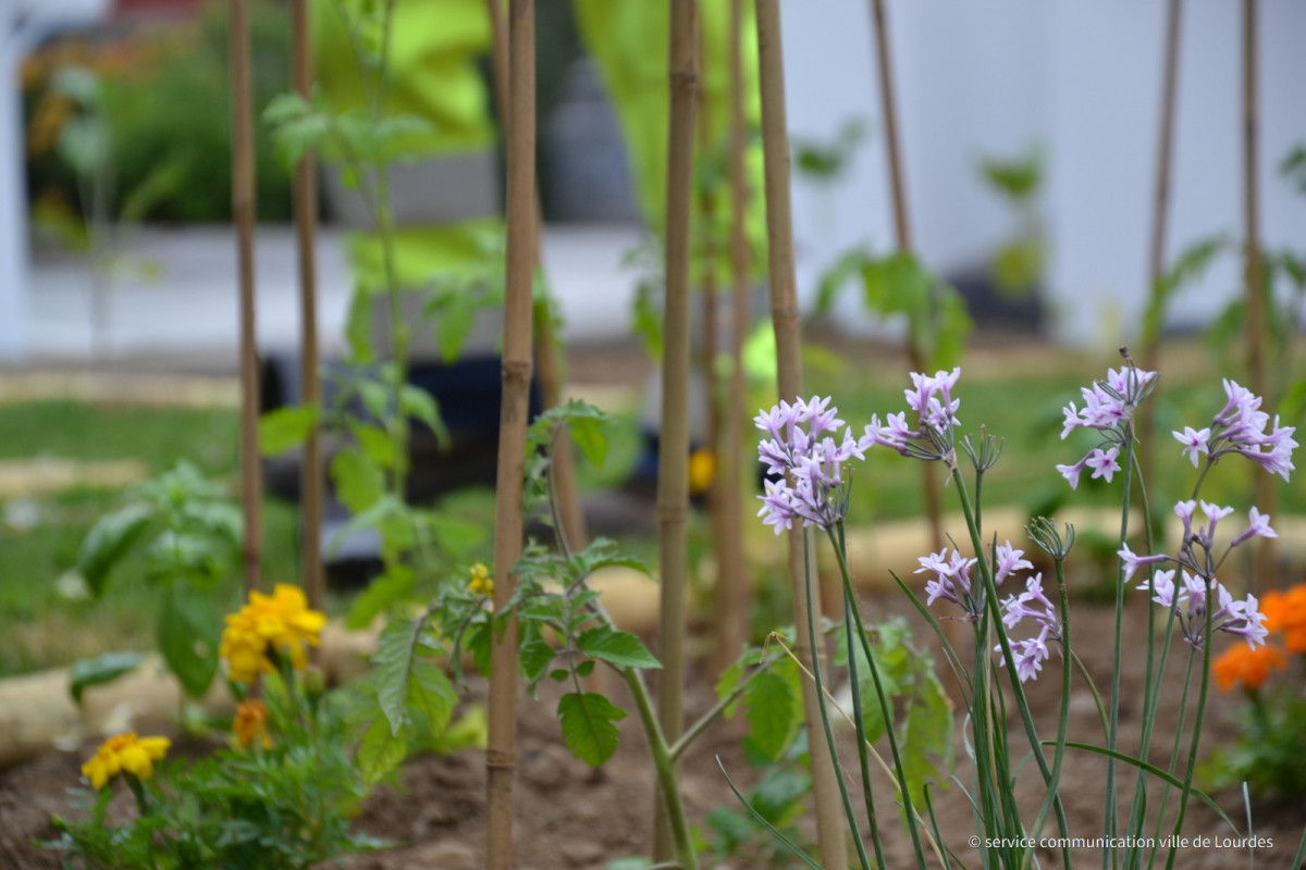 130622---Plantation-Jardinieres-Hotel-de-Ville-07