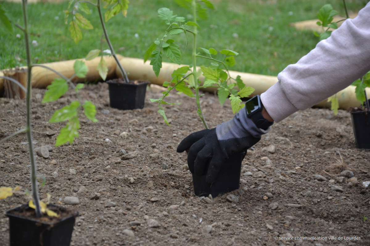 130622---Plantation-Jardinieres-Hotel-de-Ville-21