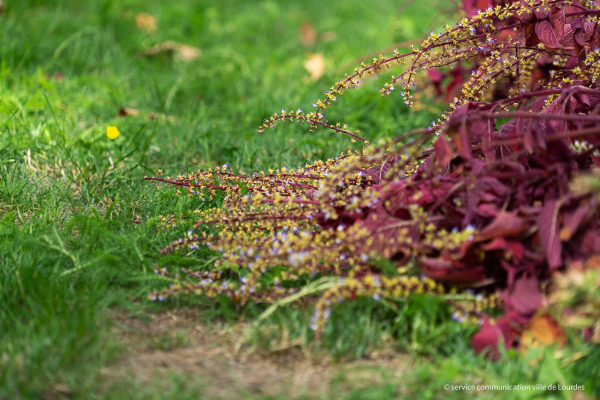 2022-10-25-Arrachage-Massifs-Fleurs-3