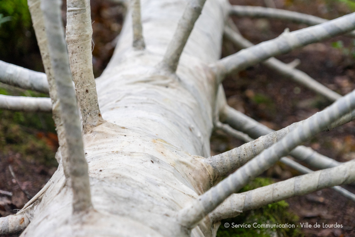 2023-07-13-Vernissage-Arbre-Embaume-19