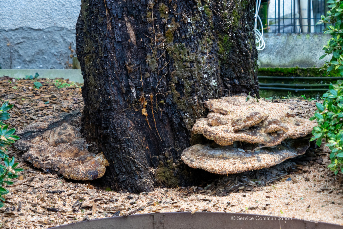 2023-11-23-Champignon-Ganoderme-Chene-Vert-03