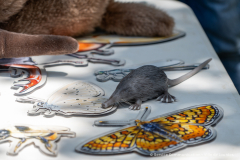 2026-07-22_point_rencontre_nature_tourbiere_lac_natura-2000-18