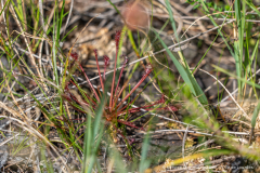 2026-07-22_point_rencontre_nature_tourbiere_lac_natura-2000-35
