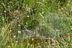 2026-07-22_point_rencontre_nature_tourbiere_lac_natura-2000-39