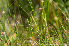 2026-07-22_point_rencontre_nature_tourbiere_lac_natura-2000-40