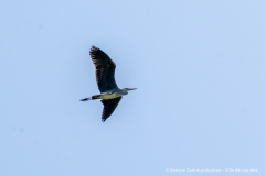 2026-07-22_point_rencontre_nature_tourbiere_lac_natura-2000-42