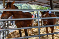 2026-10-17_foire_saint-luc_tydos-006