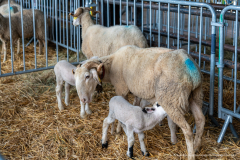 2026-10-17_foire_saint-luc_tydos-008