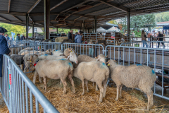 2026-10-17_foire_saint-luc_tydos-010