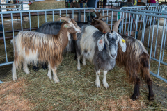 2026-10-17_foire_saint-luc_tydos-011