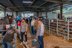 2026-10-17_foire_saint-luc_tydos-014