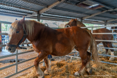 2026-10-17_foire_saint-luc_tydos-024