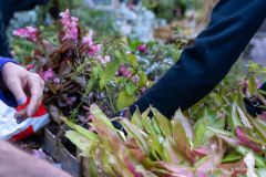 adopte_une_plante_automne_2026-12