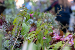 adopte_une_plante_automne_2026-9