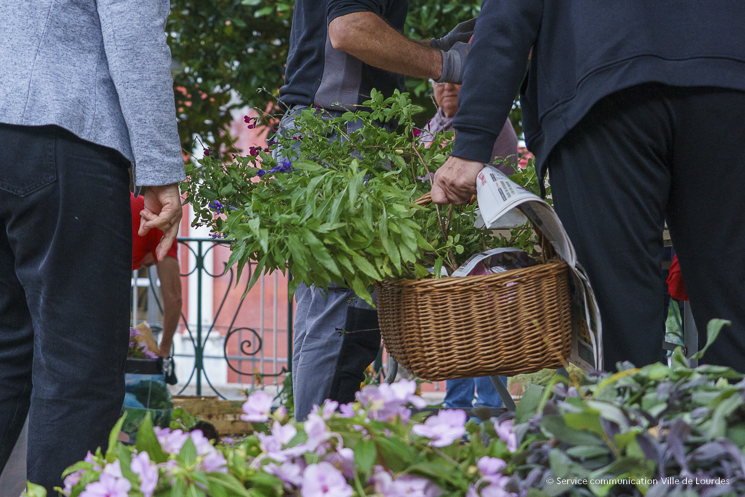 Adopte une plante : rendez-vous mercredi 15 octobre au Jardin des Tilleuls