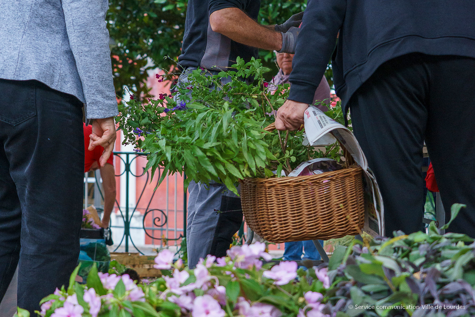 « Adopte une plante », rendez-vous le 15 octobre 2025 au Jardin des Tilleuls