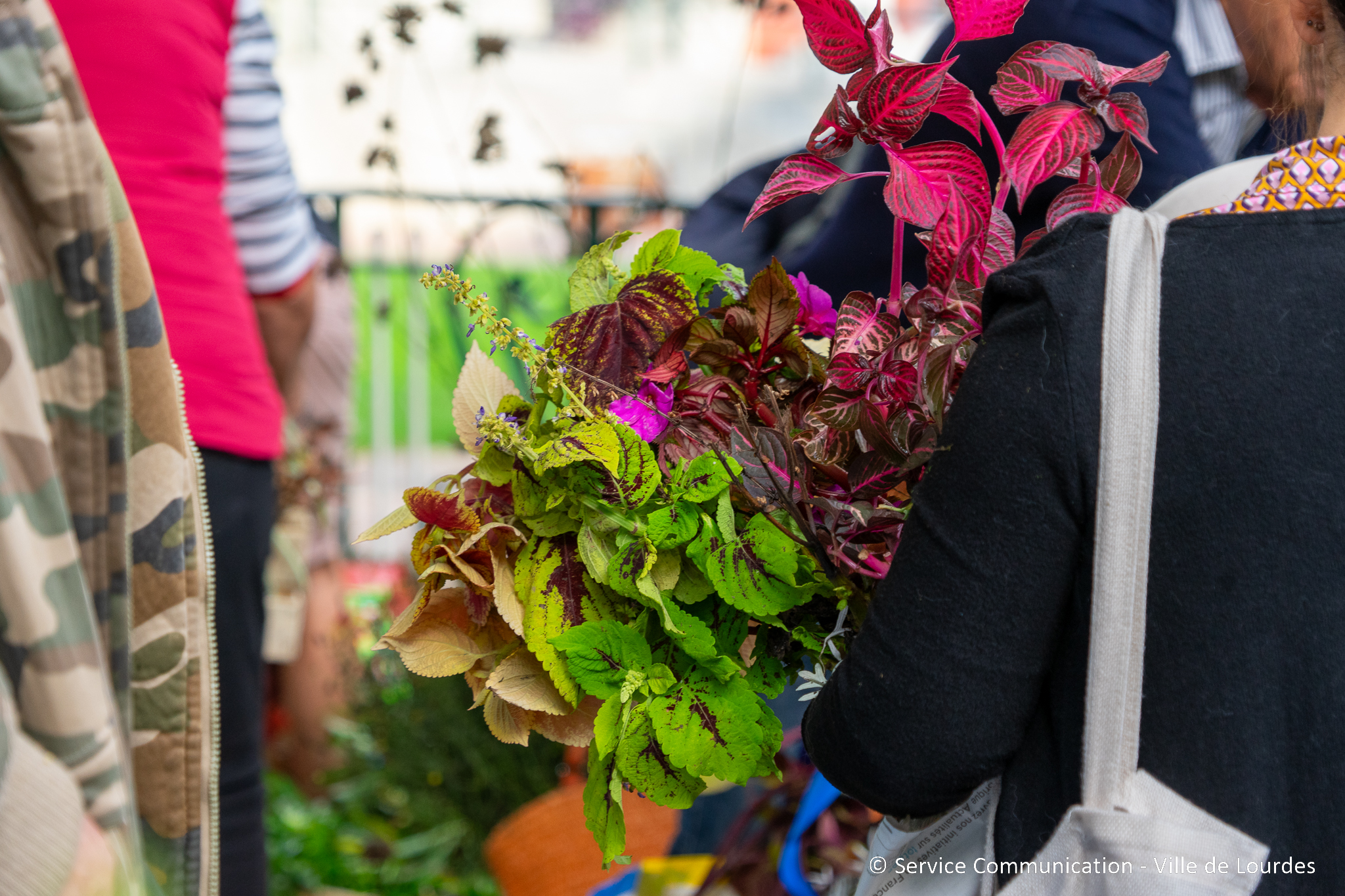 Plantes comestibles culinaires : cueillir, cuisiner, savourer !