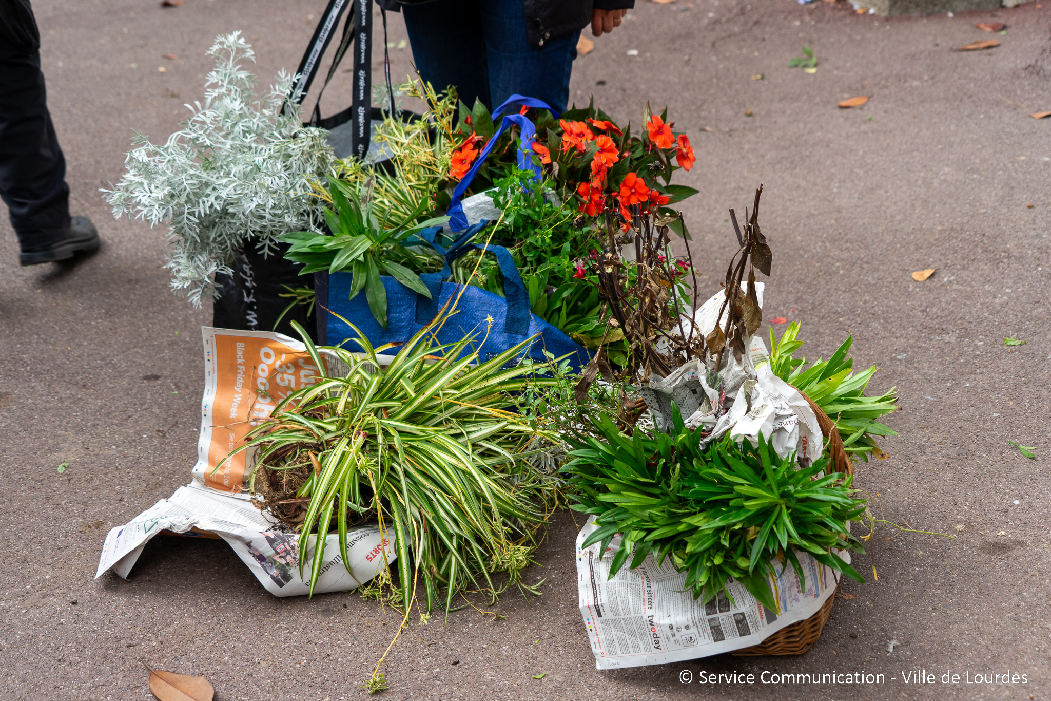 « Adopte une plante »