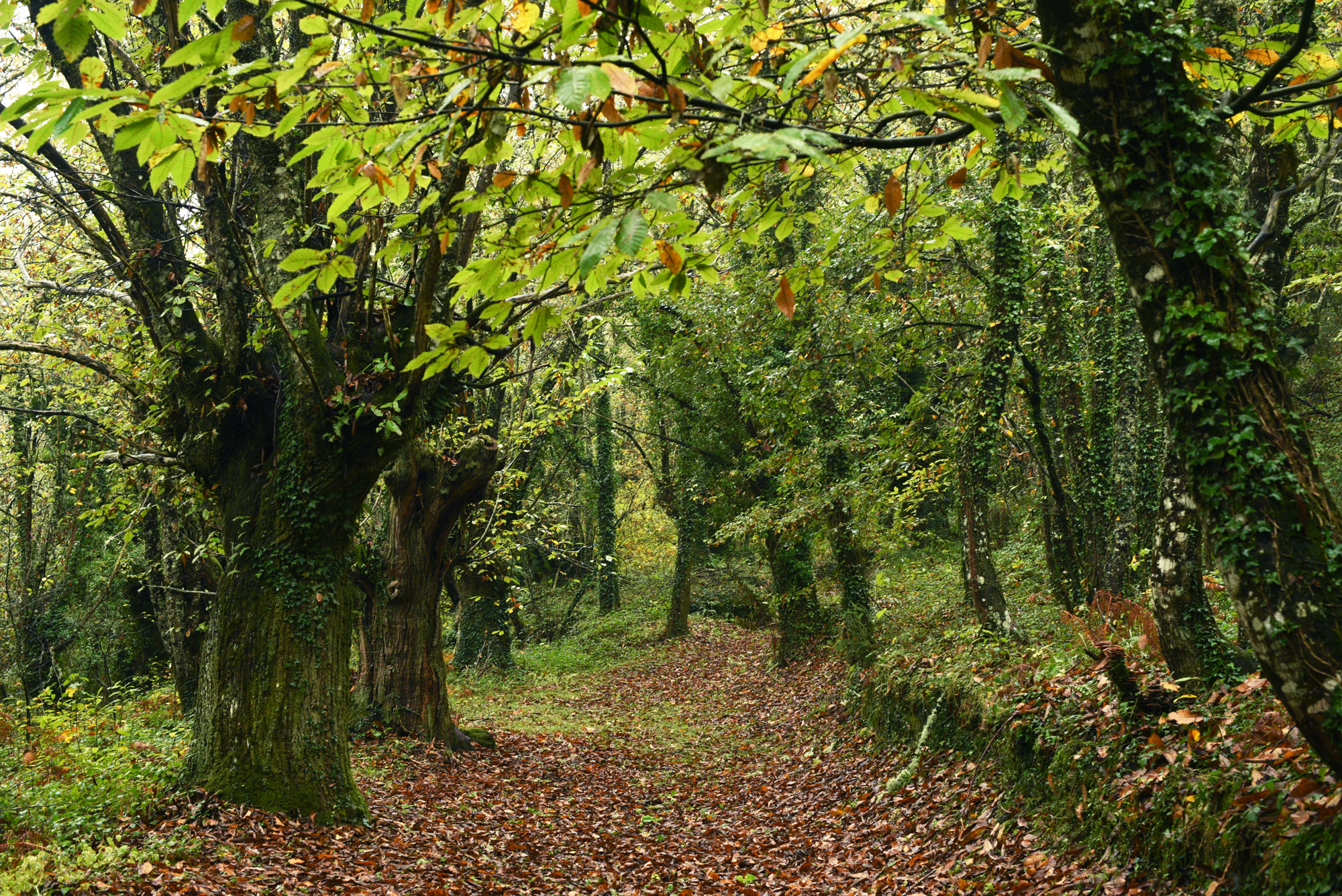 Sortie nature : Balade sous les châtaigniers