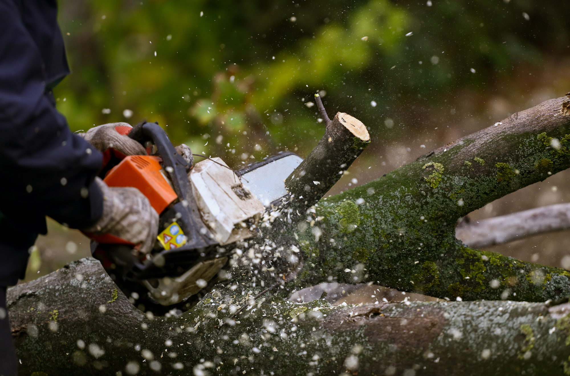 Forêt communale : proposition d’acquisition de bois de chauffage pour les Lourdais