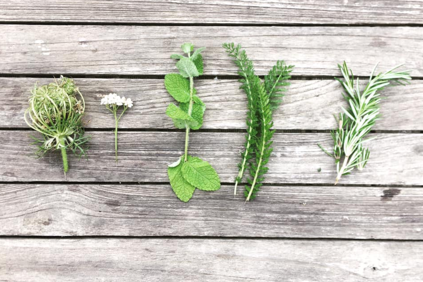Balade à la découverte des plantes sauvages comestibles et médicinales