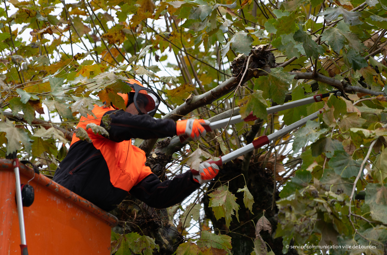 Travaux d&rsquo;élagage : Rue de Pau, du 9 au 20 janvier 2026