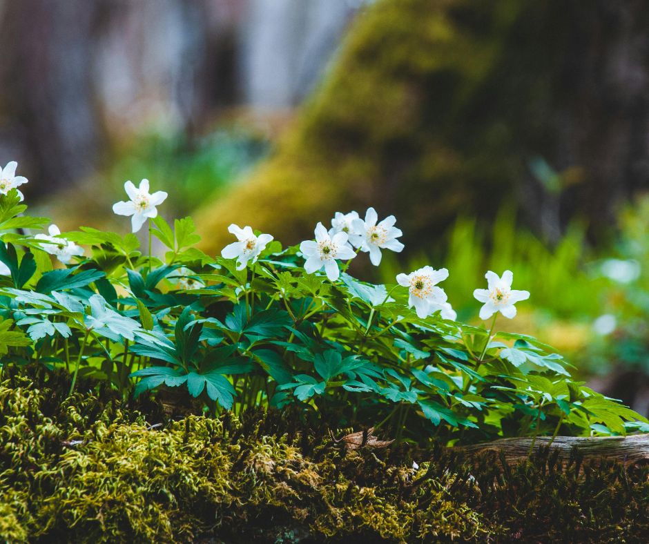Mini-conférence : fleurs forestières de printemps