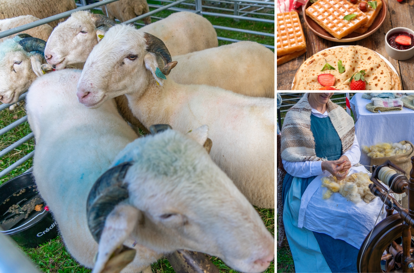 Foire de la Saint-Luc 2026 : Appel aux éléveurs, producteurs locaux, artisans, food truck sucré