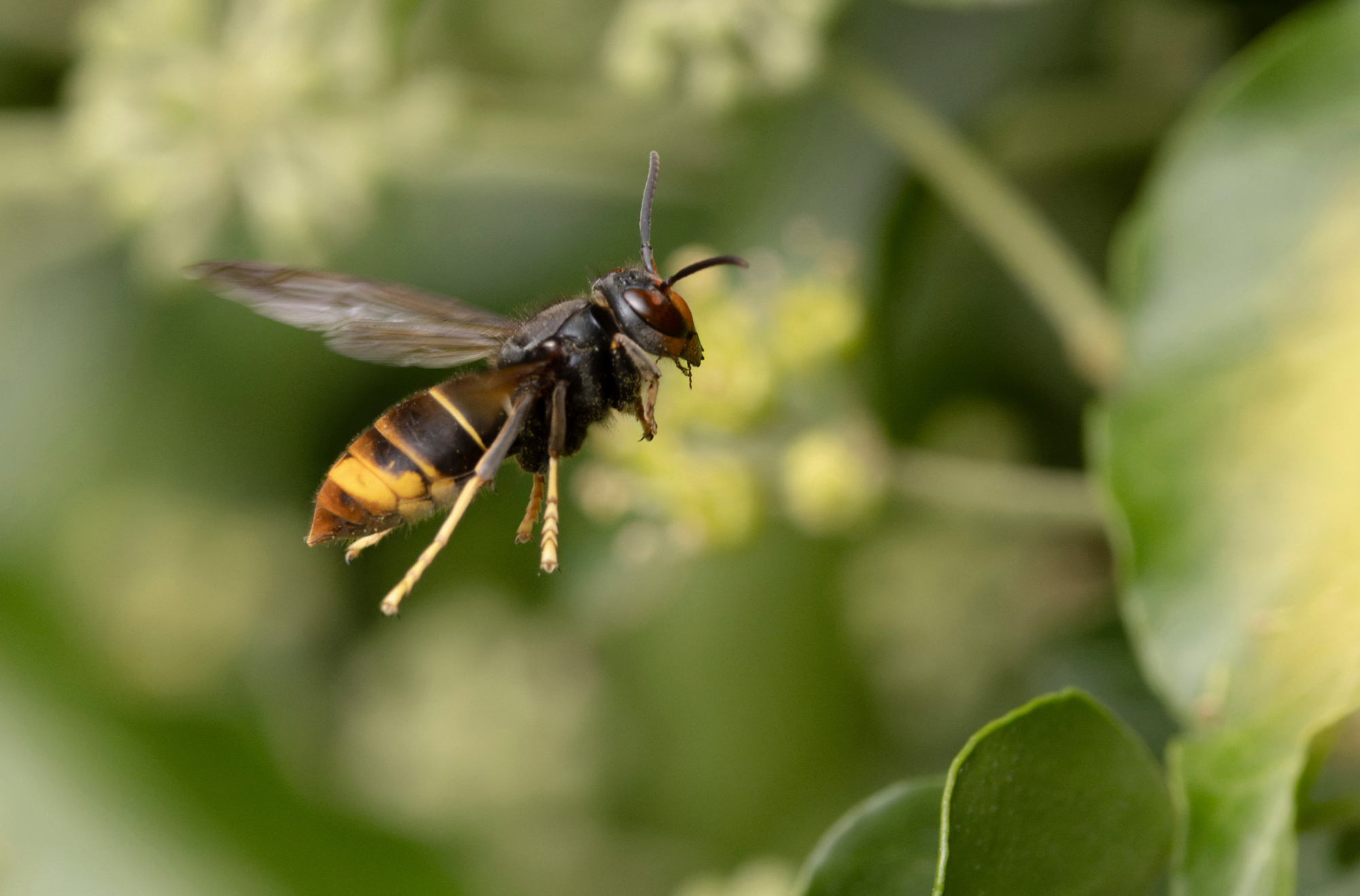 Frelon asiatique : la riposte citoyenne démarre maintenant