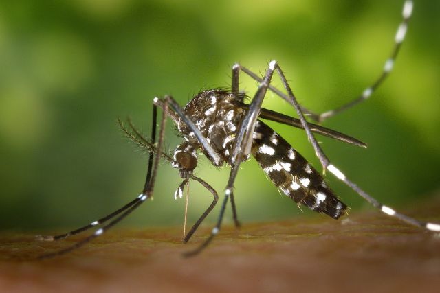 Mise en place d’un réseau de pièges pour moustiques tigres
