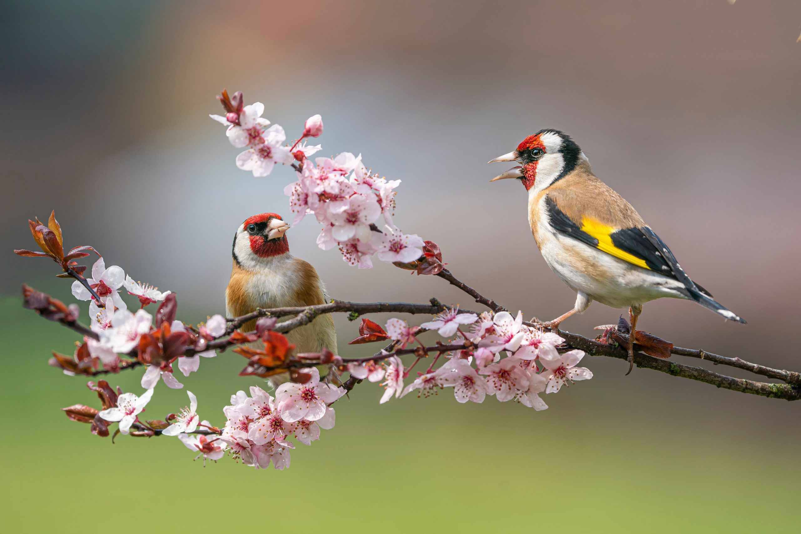 Causerie verte – Nourrir et protéger les oiseaux au jardin