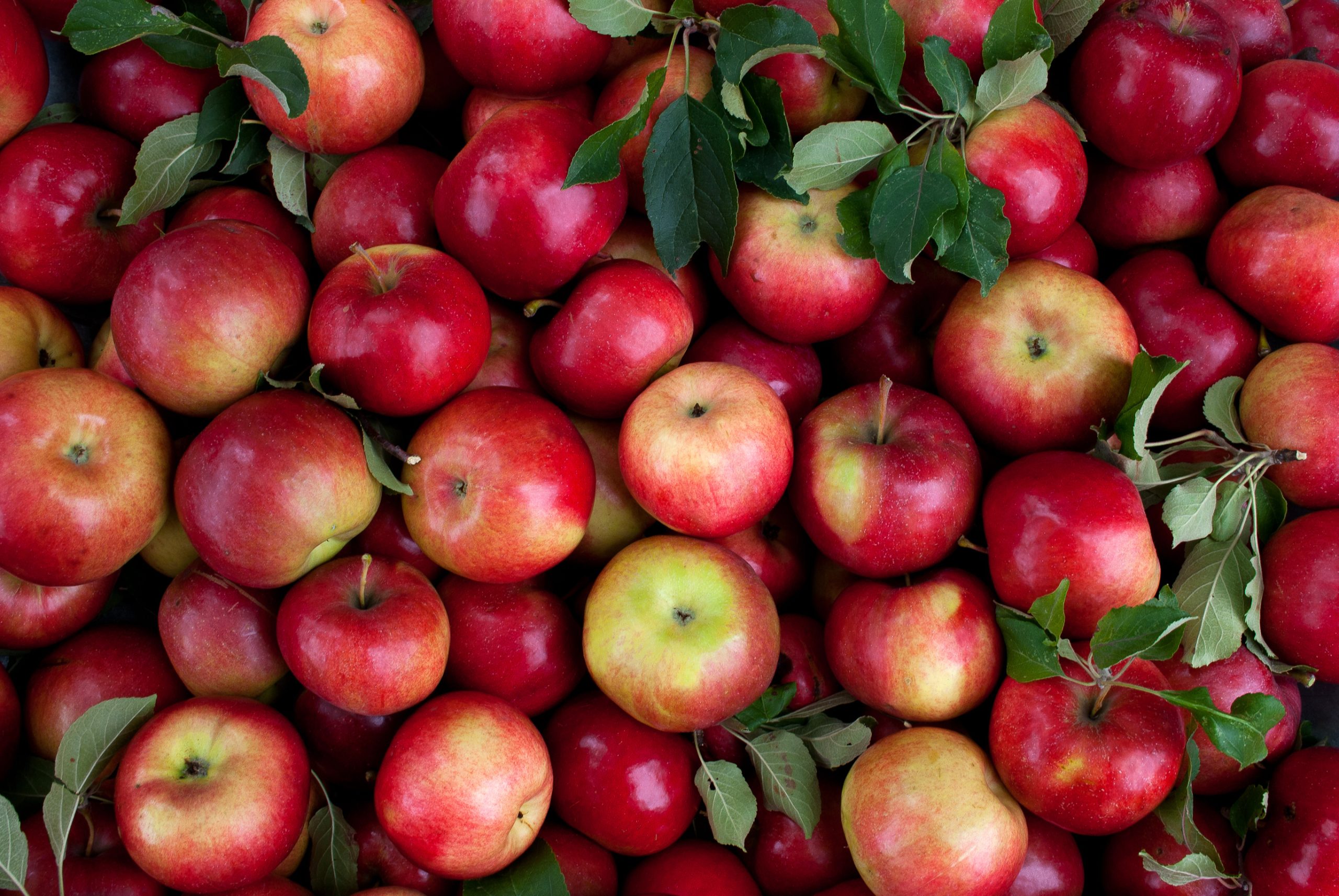 Causerie verte – Spécial pommes