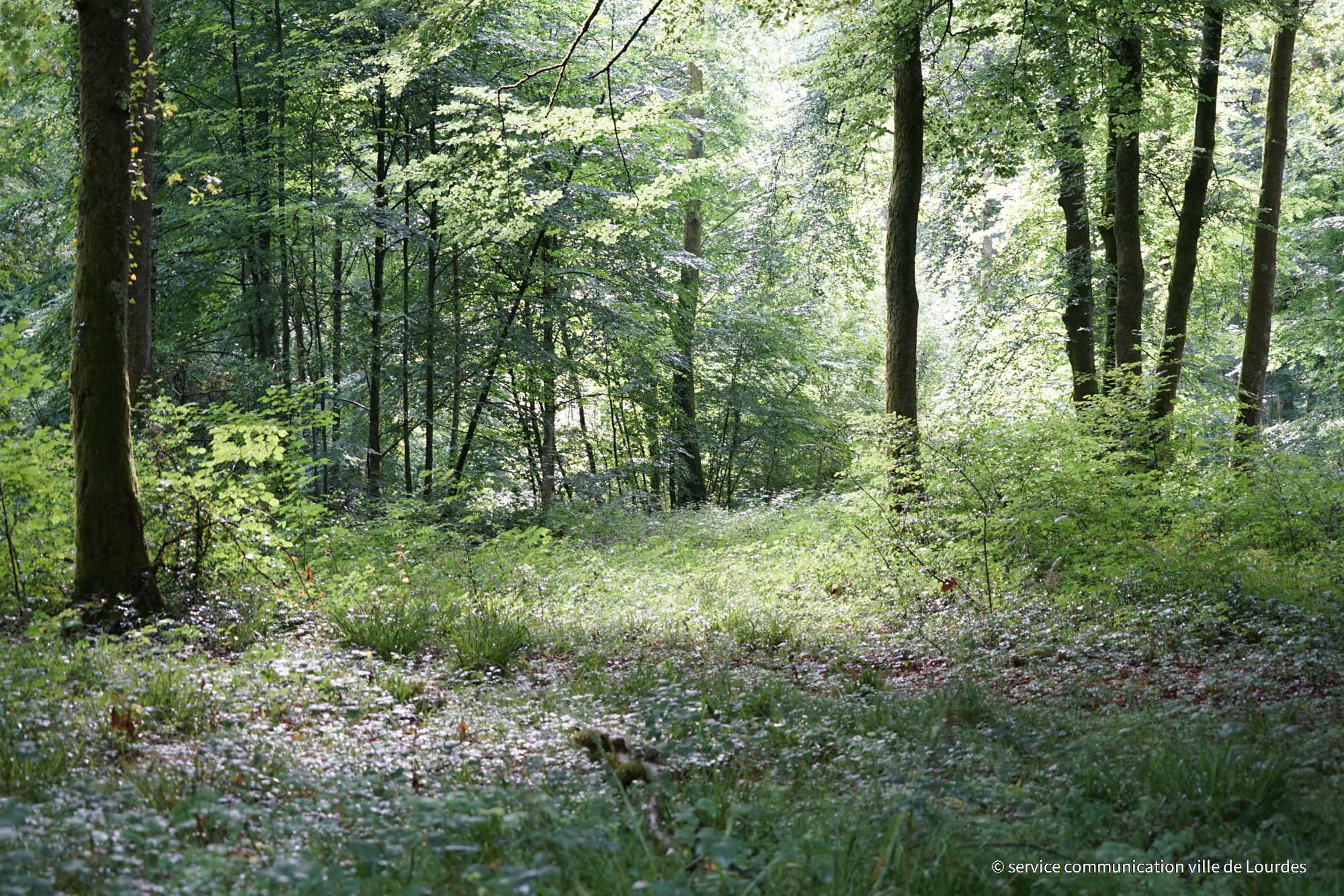 La Ville de Lourdes lauréate du fonds  Nature Impact du WWF !